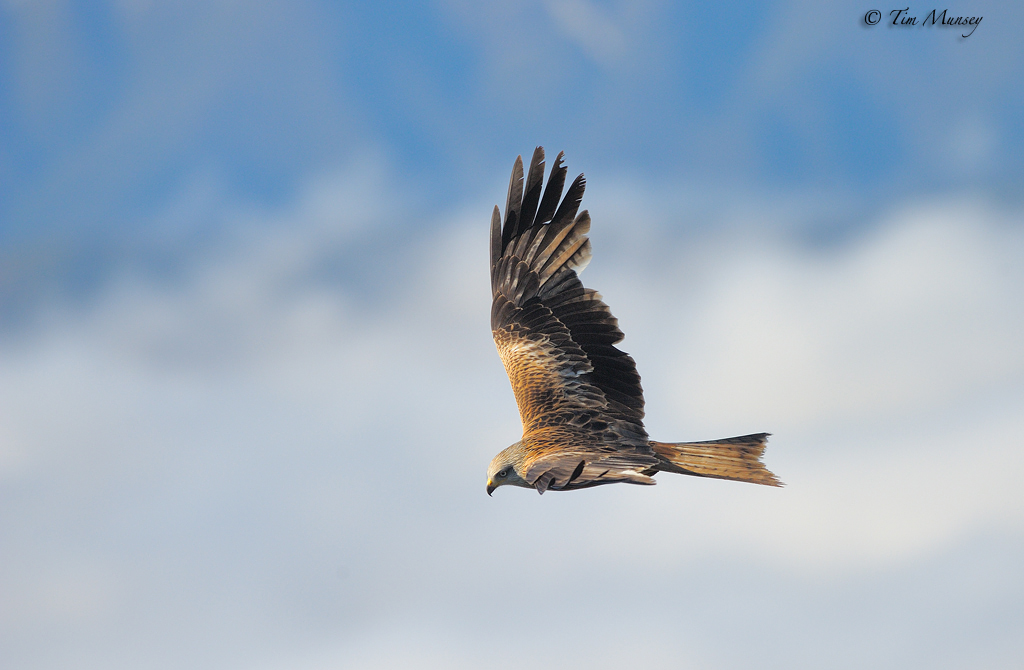Red Kite above the clouds 2012